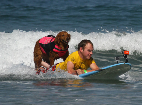 Surf Dog Ricochet &amp;amp; Patrick Ivison'