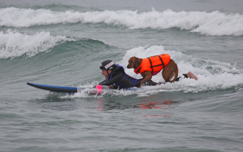 Surfing dog and boy'