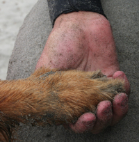Hand and paw