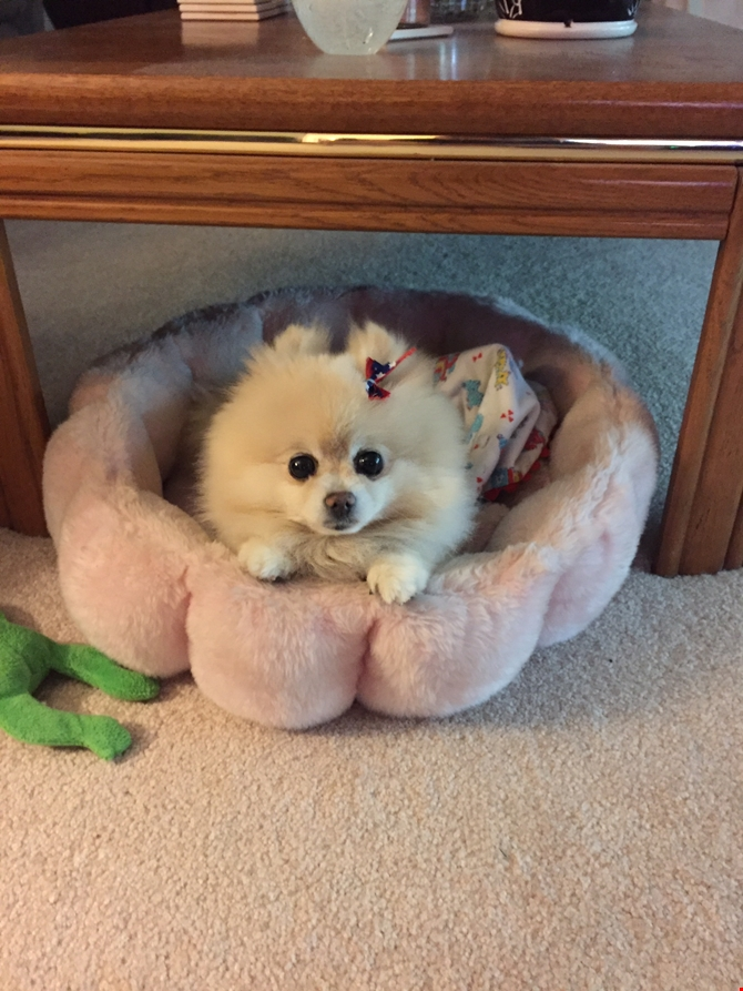 Izzie the Pomeranian'