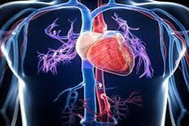 Global Vascular Imaging Systems Market Size, Price, Trends,