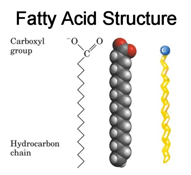 Fatty Acids