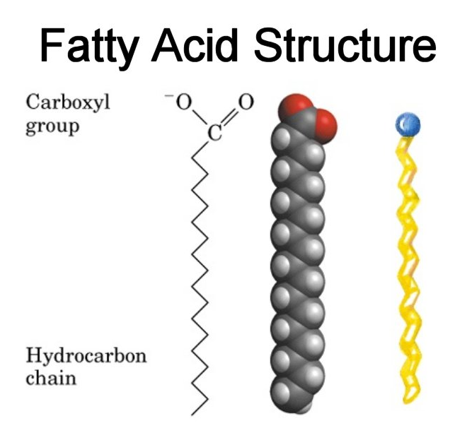 Fatty Acids'