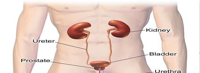 Urinary Tract Infection Treatment Market