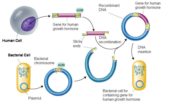Recombinant DNA Technology Market'