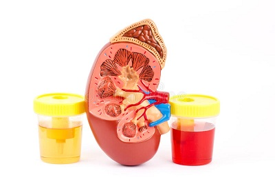 Kidney Function Test'