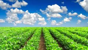 Global Agricultural Anti-Transpirant Market Research: Market