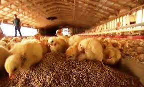 Global Animal Feed Enzymes Market 2018-2023 Industry Events