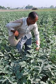 Global IoT In Agriculture Market
