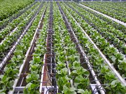 Global Smart Agriculture Solution Market'