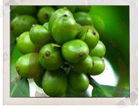 Pure Green Coffee Bean Extract'