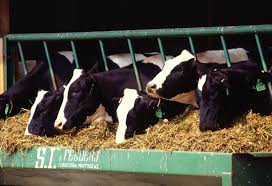 Global Animal Feed Antioxidant Market by Comprehensive Marke
