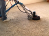 Carpet Cleaning Services'