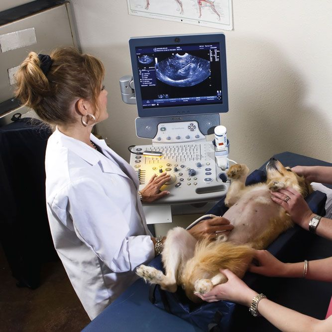 Veterinary Ultrasound Market'