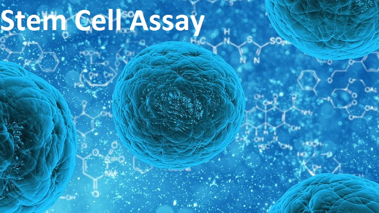 Stem Cell Assay Market'