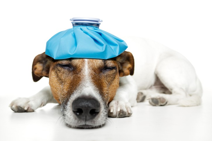 Veterinary Pain Management Market'