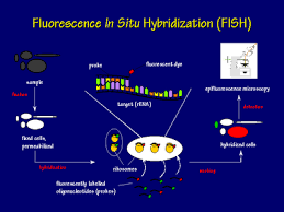 Global Fluorescence In-Situ Hybridization (FISH) Market'