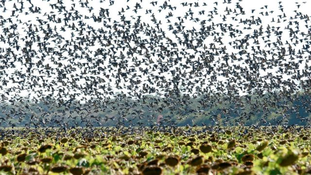 Dove Hunting Argentina'