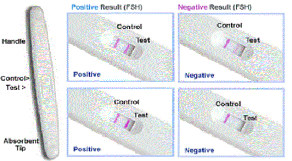 Pregnancy and Fertility Testing Kits market Analysis on Size'