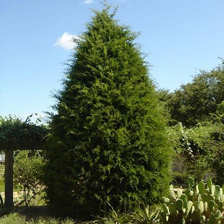 Evergreen Privacy Trees'