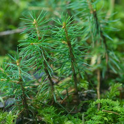 Pine Tree Seedlings Donated