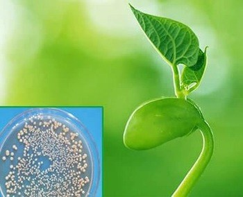 Agricultural inoculant Market'