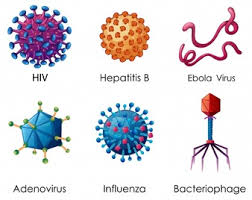 Viral Vectors and Plasmid DNA Manufacturing