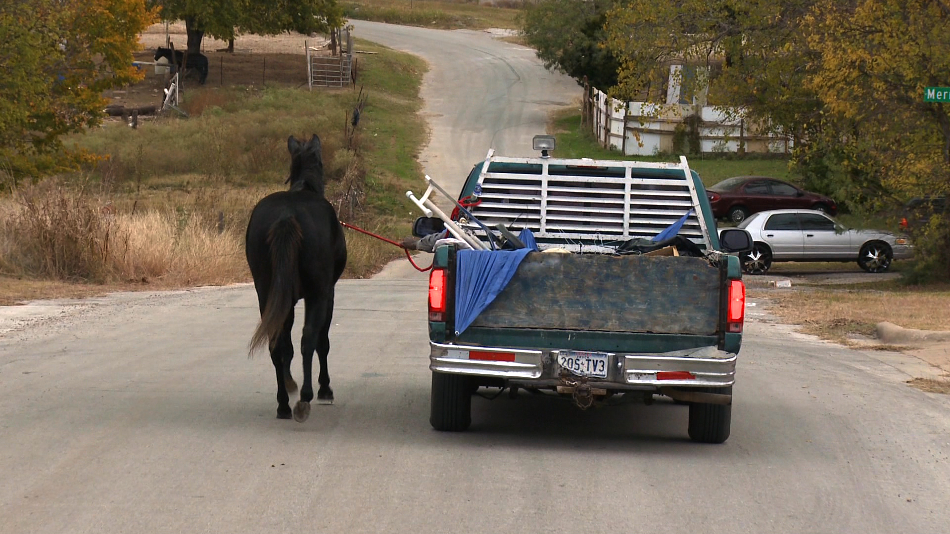 OSMTX horse'