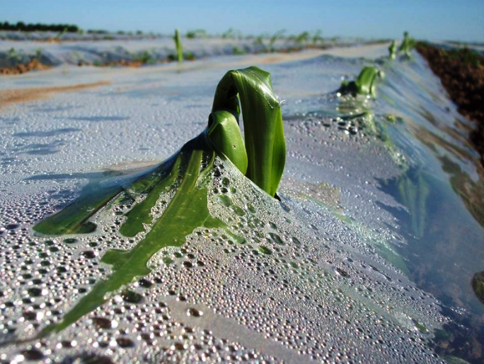 Biodegradable Plastic Mulches Market