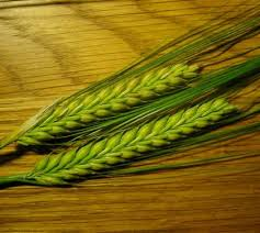 Wheat Grass Powder Market 2018'