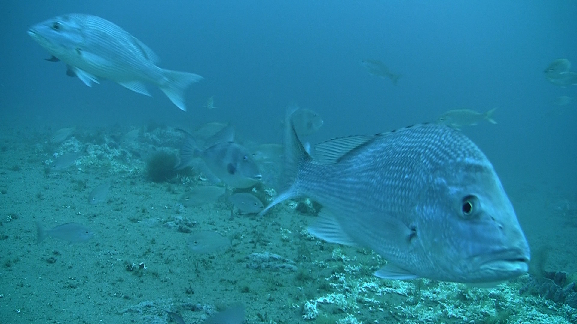 Snapper