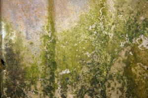 Mold Inspection Brooklyn Updates State-of-the-Art Mold Testi