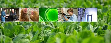 Agriculture Biotechnology Market'