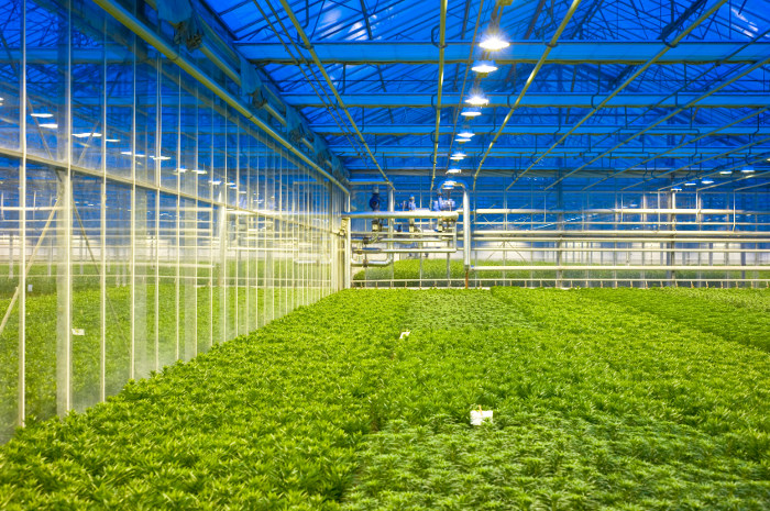 Greenhouse Lights Market'