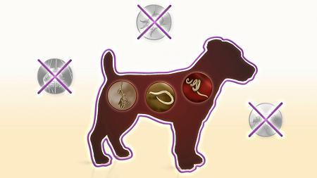 Animal Parasiticides'