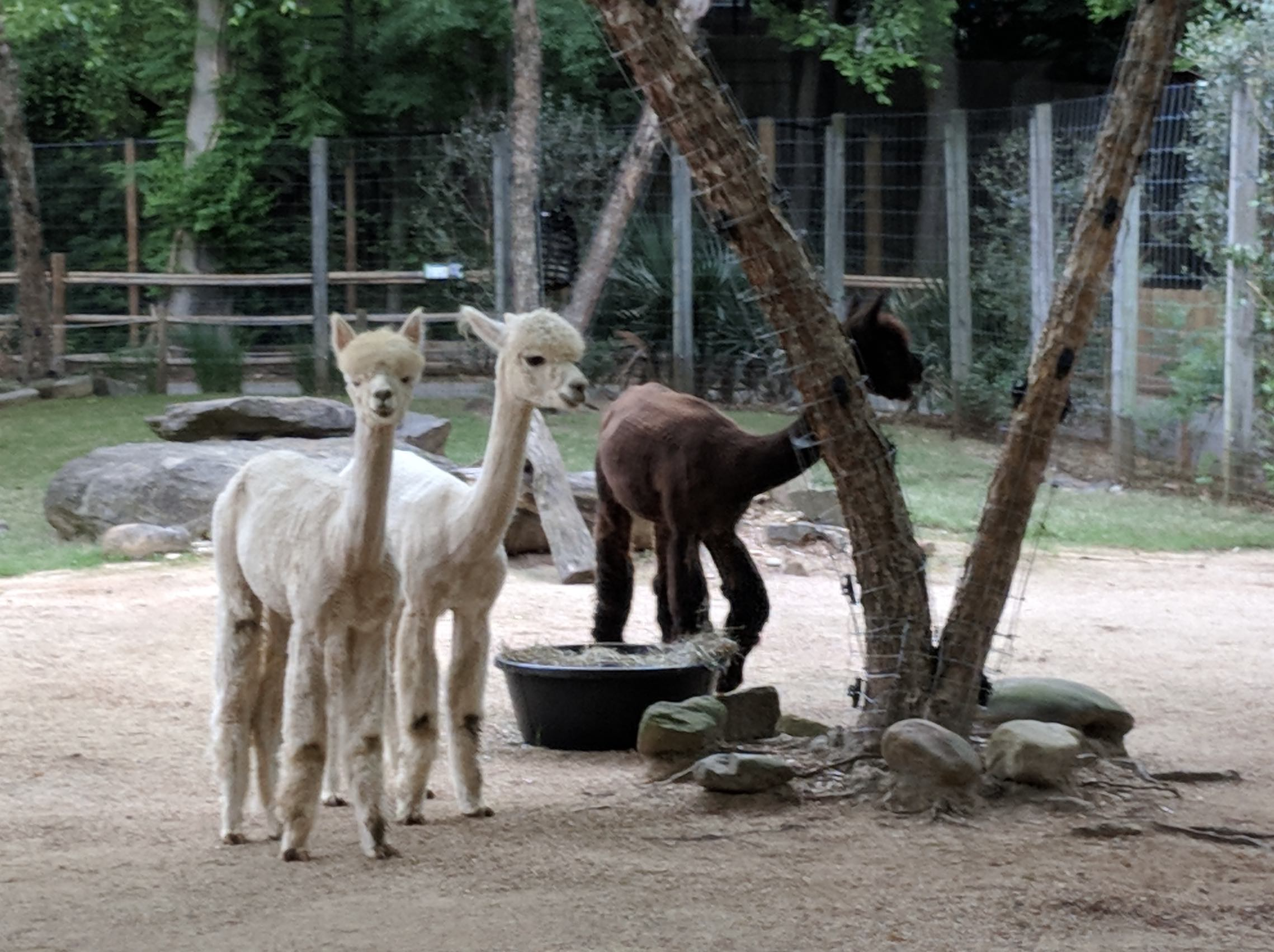 Apple Mountain Alpacas
