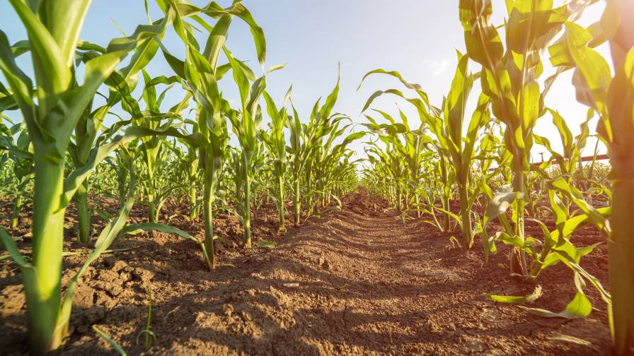 Agricultural Micronutrients&nbsp;Market