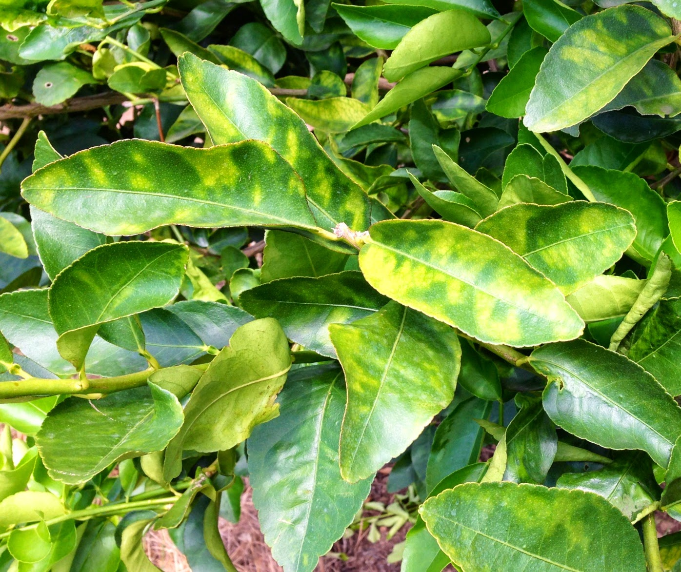 Agricultural Micronutrients Market analysis report- with Lea'