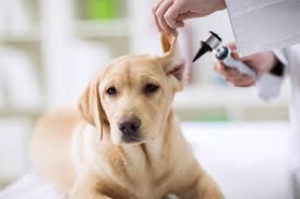 Global Veterinary Services Market'