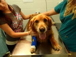 Animal Stem Cell Therapy Market SWOT Analysis'