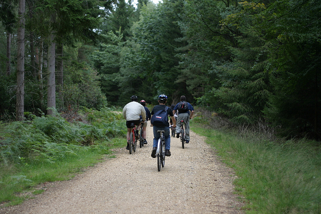 The New Forest &ndash; the best place in the UK to enjoy adr'