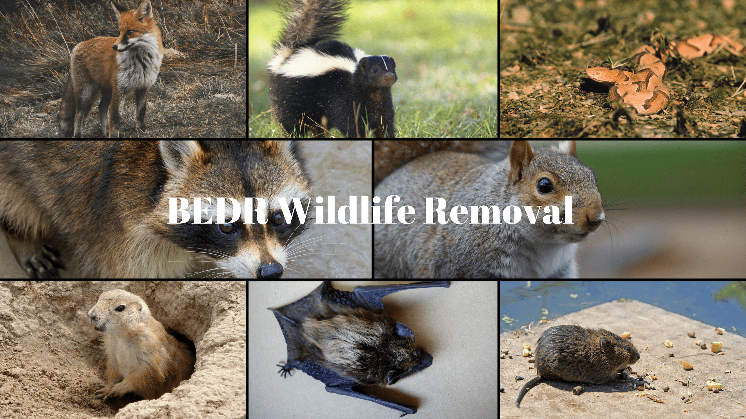 Wildlife Removal Virginia, Maryland