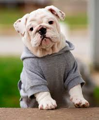 Global Pet Wearing Clothes Market Report'
