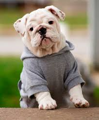 ﻿Global Pet Wearing Clothes Market Report'