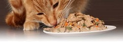 Wet Pet Food Market Insights by Application, Product Type'