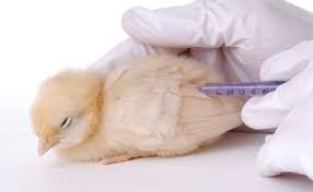 Poultry Vaccines Market