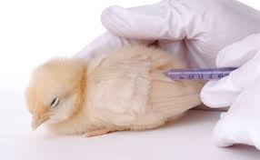 Poultry Vaccines Market'