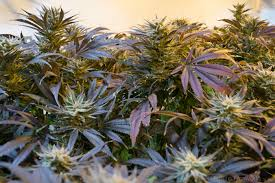 How a Booming Legal Marijuana Market- Medicine Man (U.S.), A'