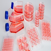 Cell Culture'