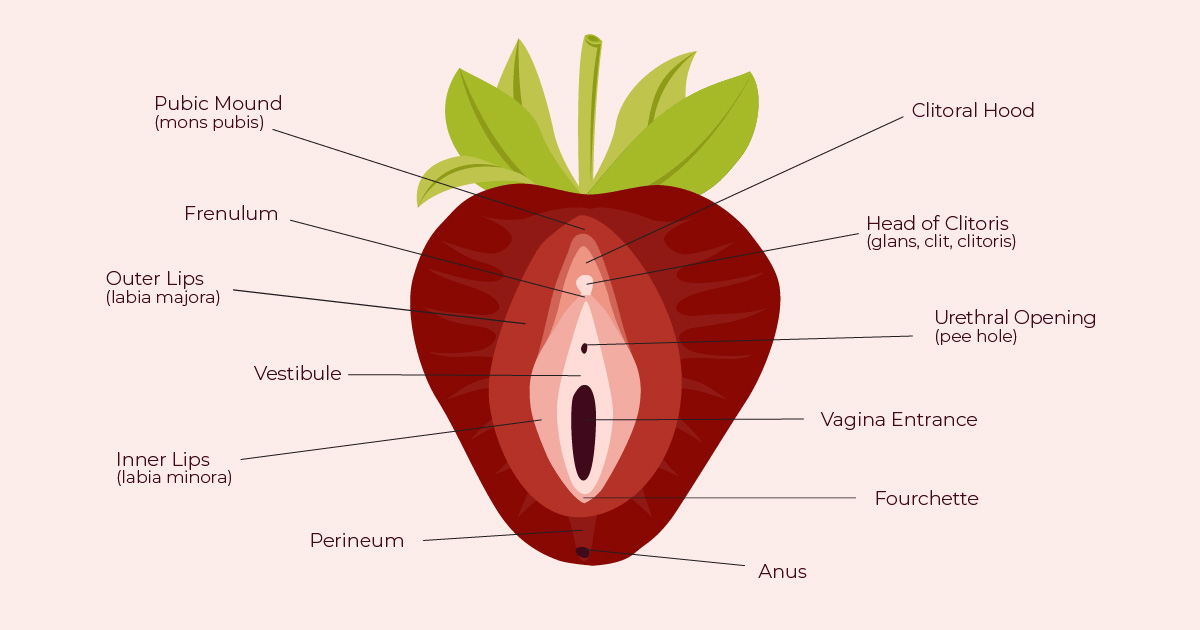 Strawberry-inspired vulva diagram from The Cunnilinguist'